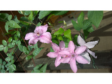 WP 20170721 09 26 34 Pro.jpg