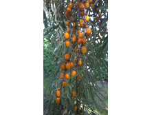 �������� "������������"