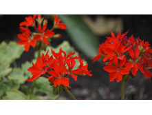 ���������� ��������� Quantum Red