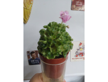 Goldilocks (���������), L.Ray