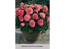 ������� ��������� Nonstop Pink