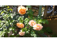 WP 20170820 09 51 38 Pro.jpg