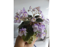 Toy Castle. �����������: S. Sorano