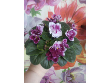 Mac's Southern Springtime