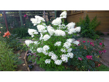 WP 20170819 14 46 41 Pro.jpg