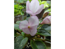 �-���������� (�������� �����?)