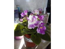 Munchkin' Kisses (S.Sorano)