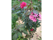 IMG 20170917 152853.jpg