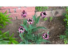 WP 20170527 09 44 58 Pro.jpg