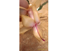 ���������, ���� ������ �����, 100 ������