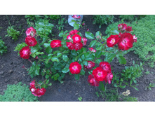 WP 20170721 09 07 30 Pro.jpg