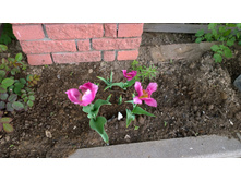 WP 20170527 09 51 59 Pro.jpg