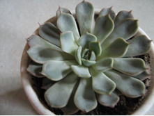 ��������  ���������IMG 4316.JPG