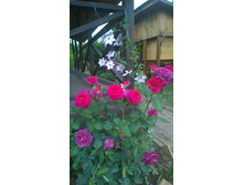 WP 20170730 10 46 41 Pro.jpg