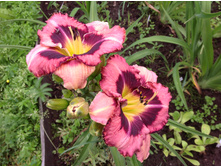 ��� ���� ���