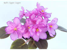 Rob's zipper zapper.jpg