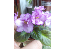 Rob's Hopscotch (R. Robinson)