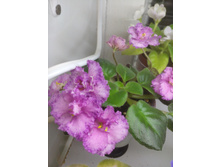 Rob's Hopscotch (R. Robinson)