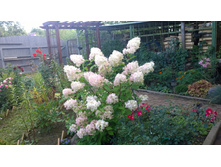 WP 20170903 15 02 38 Pro.jpg