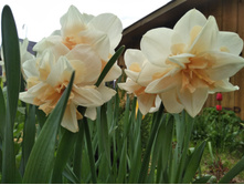 IMG 20170604 163751.jpg