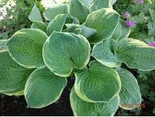 Christmas Tree,��������� �����.