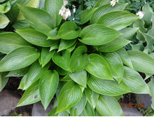 Devon Green 120�. ���� 2��.