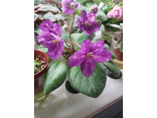 Mac's Kup o' Kindness