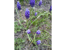 IMG 20170520 191315.jpg