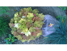 WP 20170811 16 47 37 Pro.jpg