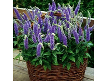 �������� ���������� ��� ����� .jpg