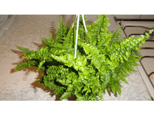 ���������� ������ (Nephrolepis exaltata Vitale)