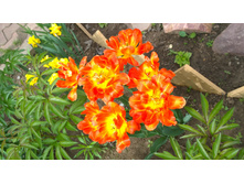 WP 20170527 09 46 32 Pro.jpg