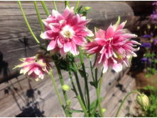 ��������� ������ ����