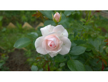 WP 20170709 12 41 22 Pro.jpg