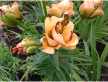 ����� ������� �����