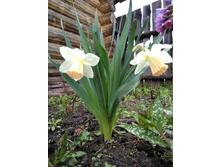 IMG 20170509 134644.jpg