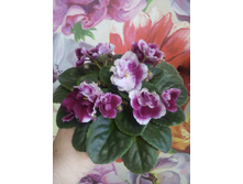 Mac's Southern Springtime