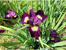 ���� ��������� ������ ����