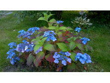 ��������� ������������� "����������� ����"