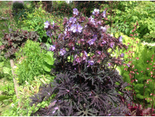 ������ ���� ������