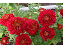 ���������  ���������� "������"