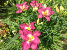 ������� ������