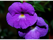 Purple King.jpg - 100 ���.