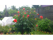 WP 20170706 16 20 54 Pro.jpg