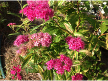 ������ ���� ������