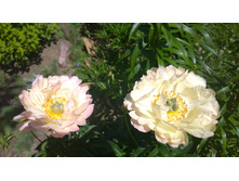 WP 20170628 10 56 44 Pro.jpg