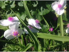 ������������ ���������