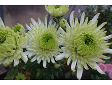 ��������� ���������� "����"