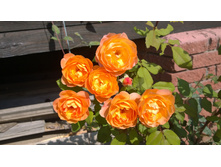 WP 20170820 09 39 33 Pro.jpg