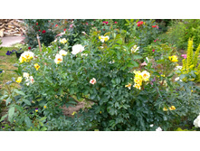 WP 20170721 09 16 05 Pro.jpg